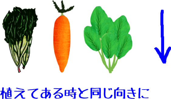 野菜の向き